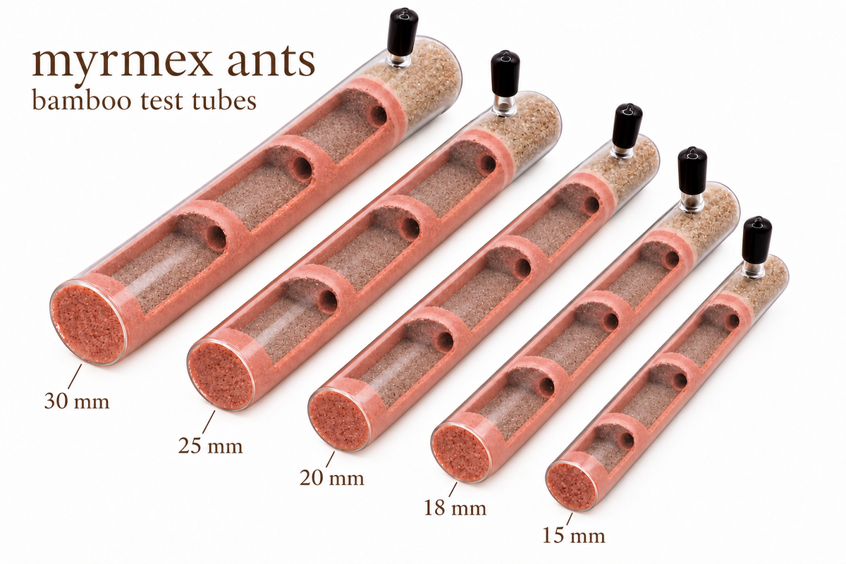 MyrmexAnts bamboo test tubes — color and chamber options