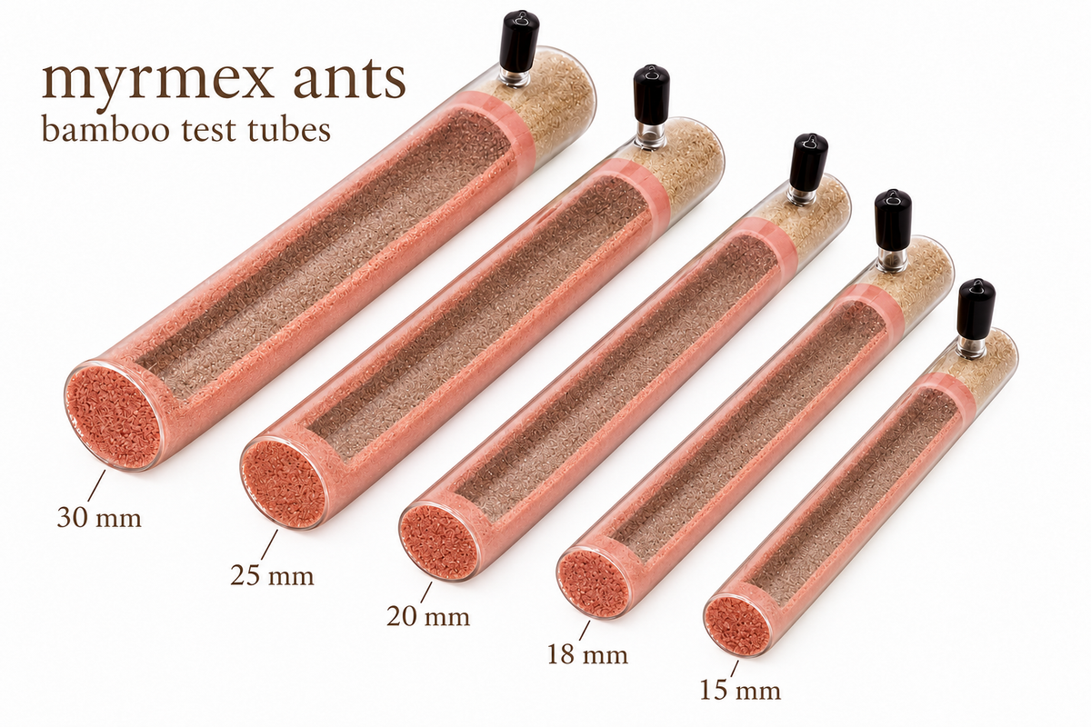 MyrmexAnts bamboo test tubes — color and chamber options