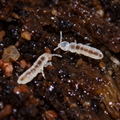 Temperate White Springtail Culture — 8 oz
